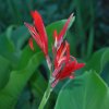 Canna indica